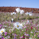 四季の花が彩る旅