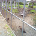 #05 関東の熱帯・亜熱帯天国