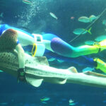 #06 大都会に息づく水族館のパイオニア