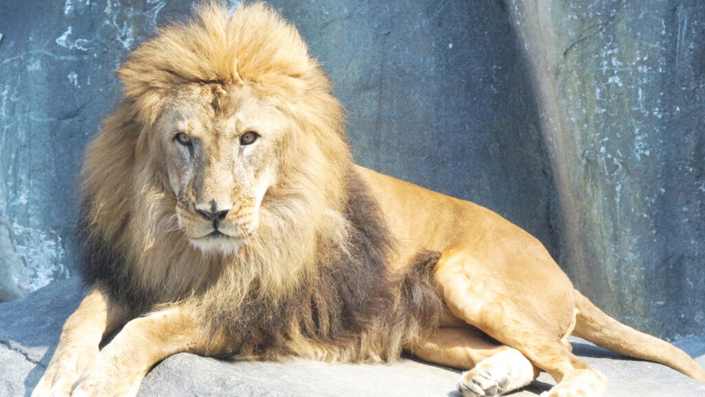 #08 車でめぐる野生ワールド